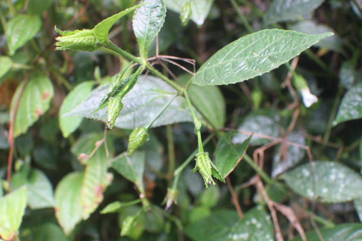 Strobilanthes thwaitesii T.Anderson